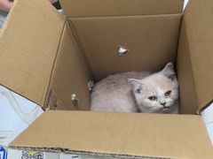 -瑞鹏宠物医院·夜间急症·心超·猫科(祖庙分店)