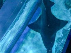 -暹罗海洋世界