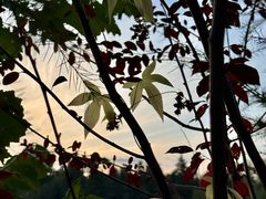 -五营红松林海景区