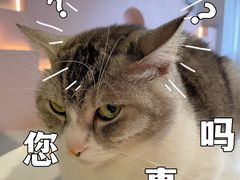 -猫儿山۰猫主题餐厅