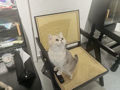 -琪喵猫屋·撸猫猫咖·猫舍