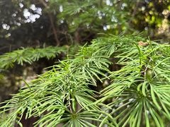 -上海佘山国家森林公园天马山园