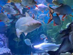 -上海海洋水族馆