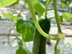 -苏州太湖西山岛开心农场