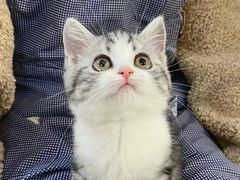 -欣宠猫屋·矮脚拿破仑·蓝金金渐层