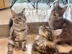 -十年猫舍·猫咪专门店(普陀店)