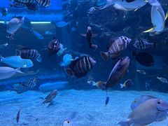 -海合安成都极地海洋公园