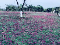 -都江堰玫瑰花溪谷