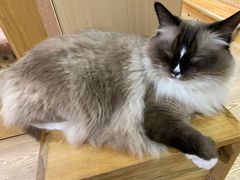 -MOCHA明星猫咖(田子坊店)