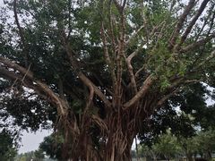 -万绿园