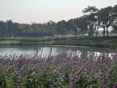 -贡湖湾湿地公园
