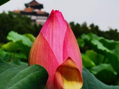 -莲花池公园