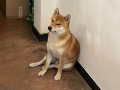 -啡语