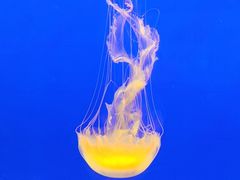 -上海海洋水族馆