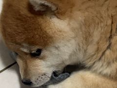 -中农大我爱我爱动物医院·核磁CT·猫病·24小时夜诊中心(石佛营店)