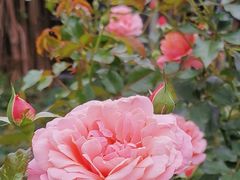 -人民公园(罗湖区)