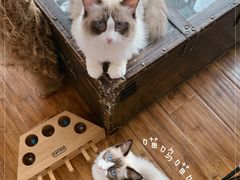 -这儿没有猫·猫咖萌宠馆·撸猫