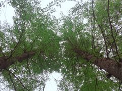-四川大学(望江校区)