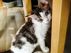 -momokira米努特·德文卷毛猫·棉花面纱犬