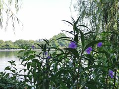 -苏堤停车场