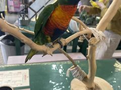 -深圳鸟咖鹦花岛