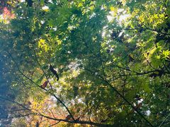 -铁山坪森林公园