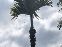 -海南热带雨林国家公园吊罗山景区
