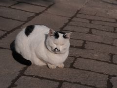 -西园寺