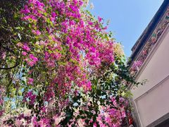-深圳国际园林花卉博览园