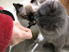 -猫亿天猫咖
