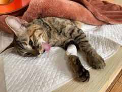 -乐派堂宠物医院·猫友好· 心脏科(东街店)