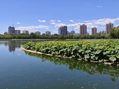 -莲花池公园