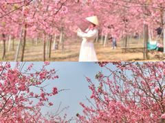 -天适樱花悠乐园