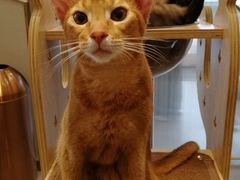 -飞行喵MR PILOT|猫舍·猫咖(静安大融城店)