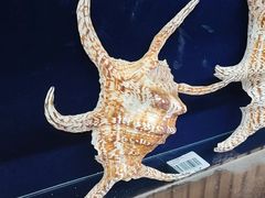 -青岛贝壳博物馆