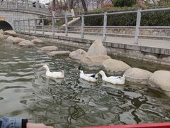 -莲湖公园