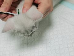 -可蒙动物医院·猫科·骨科中心(首义路店)