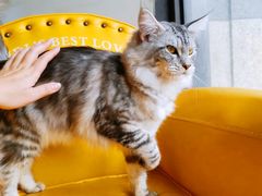 -十年猫舍·猫咪专门店(普陀店)
