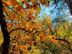 -阳台山自然风景区