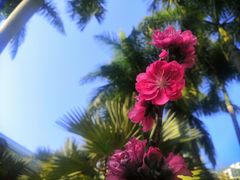 -深圳国际园林花卉博览园