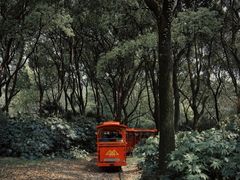 -上海共青森林公园