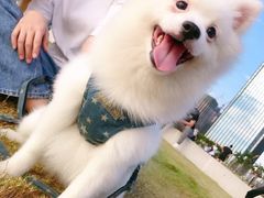 -袖虎宠物·金渐层缅因猫舍(灵芝店)