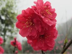 -常德桃花源景区