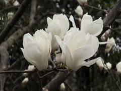 -洋湖国家湿地公园