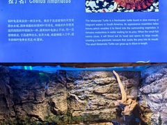 -上海海洋水族馆