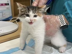 -瑞派宠物医院·犬猫全科·猫友好(宾水西道店)