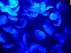 -悉尼海洋生物水族馆