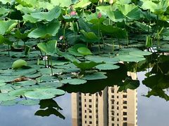 -前关湿地公园