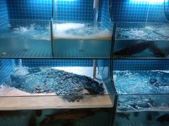 -江湖亮亮蒸虾大排档烤全羊清真(武汉总店)