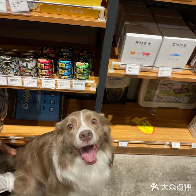 小佩真的是一家非常有爱的宠物洗护店呀～